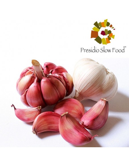 Treccia 6 teste di Aglio Rosso di Nubia Biologico Presidio Slow Food Simonte Francesca